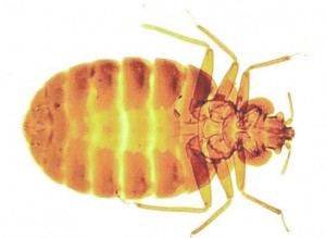 Bed Bugs - Pest Control Totton Bed Bugs Totton