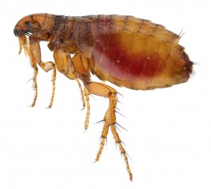 Fleas - Pest Control Whitchurch Flea Problems Whitchurch